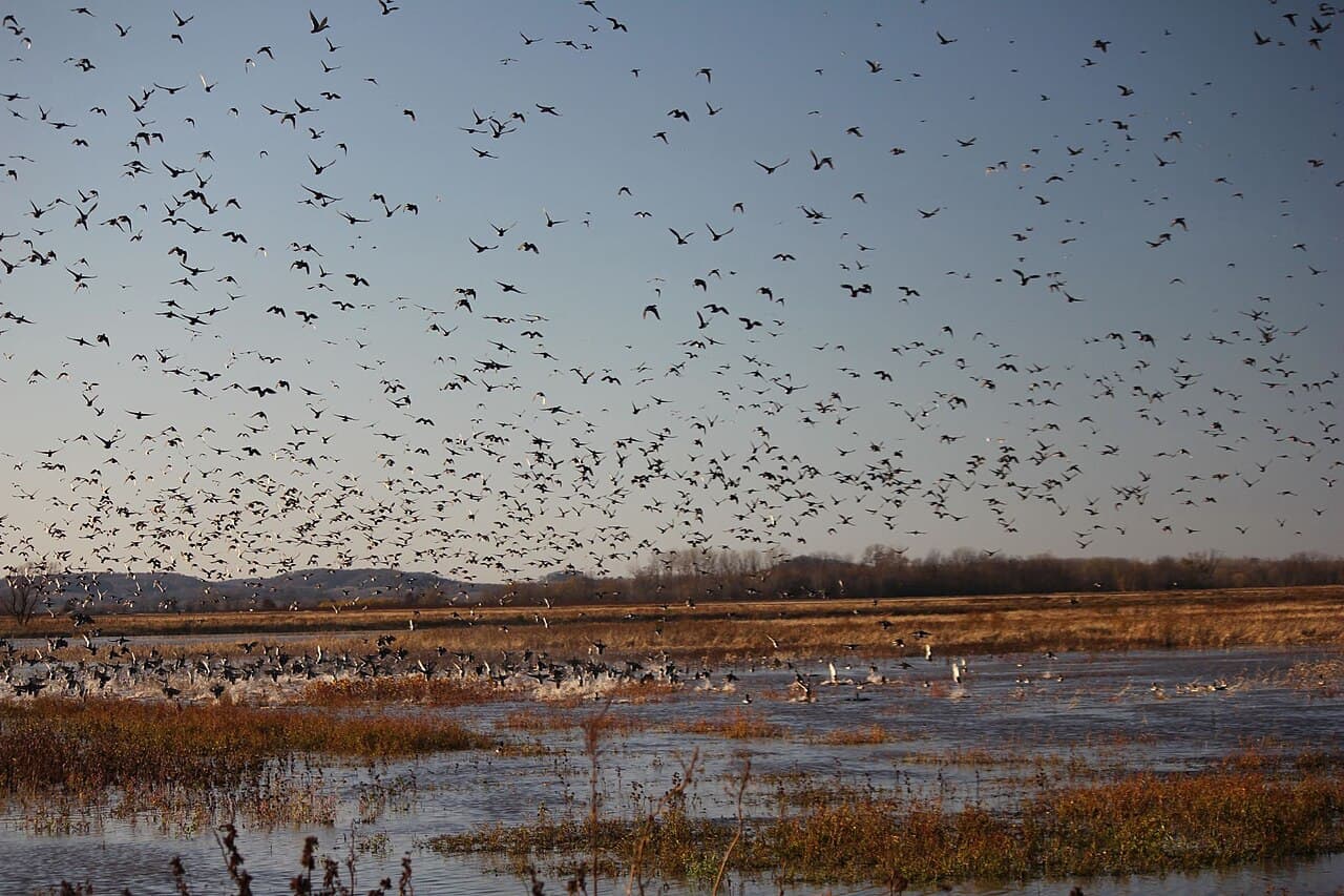 Clarence Cannon National Wildlife Refuge